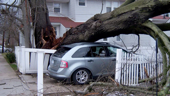 Emergency Tree Removal Toronto